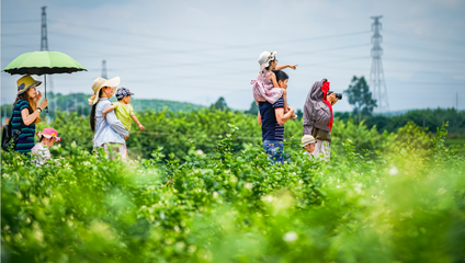 延伸茉莉花产业链，助力乡村振兴——探索“花旅融合”新路径