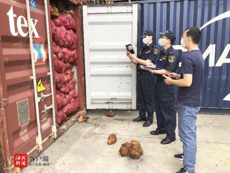 海口海关助力椰子加工复工复产，护航旅游业回暖